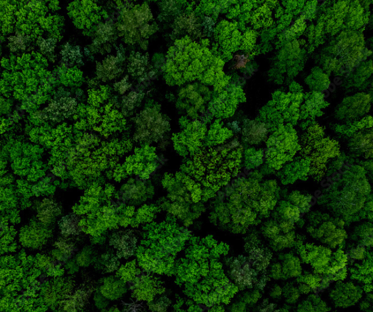 Aerial view of lush green forest with tall trees.