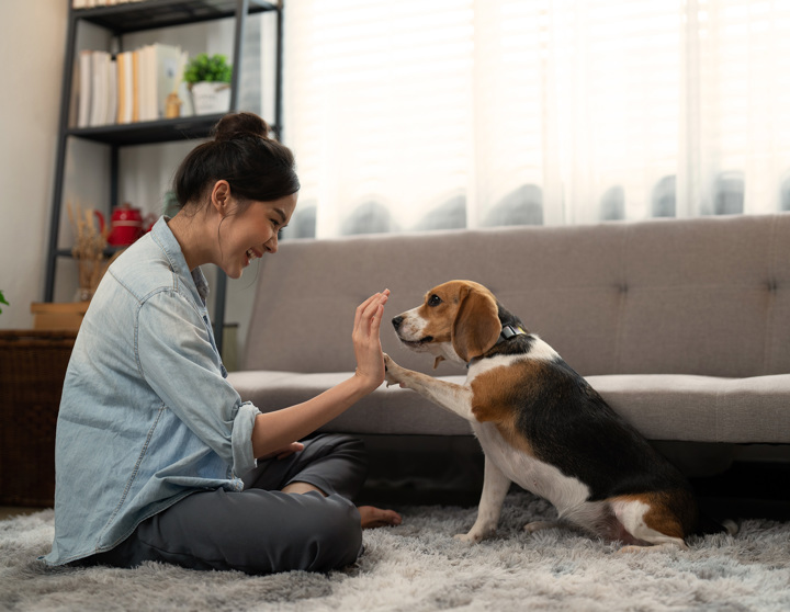 Een jonge vrouw oefent trucjes met haar beagle